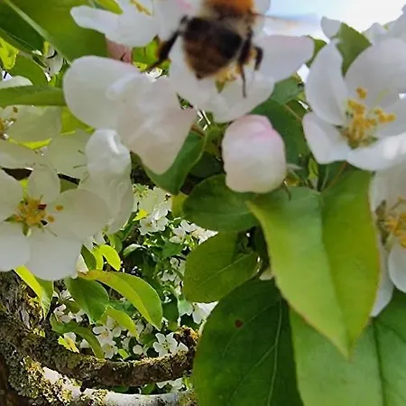 Gaestehaus Hoofdmann Upgant-Schott
